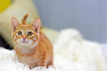 portrait of a beautiful ginger kitten on a light background.