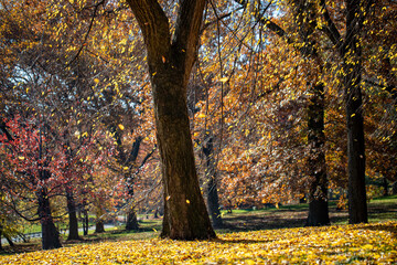 Leaves lay on the grass under a tree in Central Park, New York City