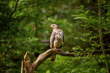 European honey buzzard, Pernis apivorus, migratory bird of prey, sitting on a branch, isolated on blurred green forest background. Sumava national park, Czech republic.