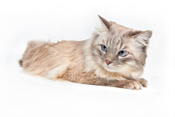 Cat with blue eyes lies on a white background.