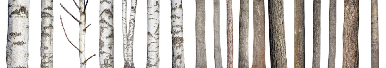 set of natural tree trunks isolated on white background © Fotograf