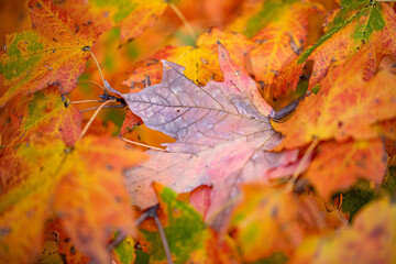 Leaves lay on the grass under a tree in the North Meadows of Central Park, New York City