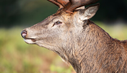 Close-up of a red deer stag in autumn