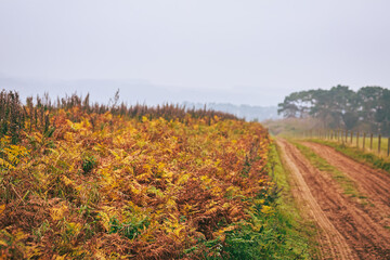 Fototapeta na wymiar autumn landscape in the field