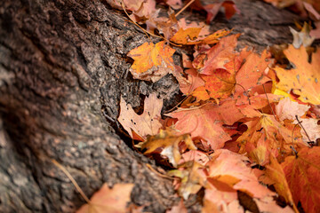 Leaves lay on the grass under a tree in the North Meadows of Central Park, New York City