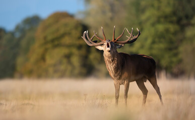 Close-up of a red deer stag bellowing