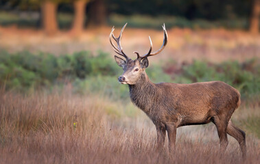 Close up of a Red Deer standing in grass in autumn