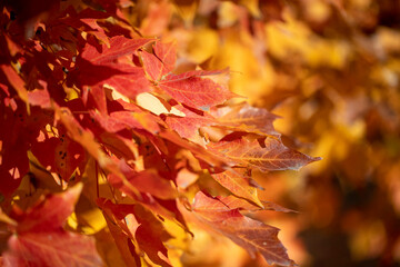 Leaves lay on the grass under a tree in the North Meadows of Central Park, New York City