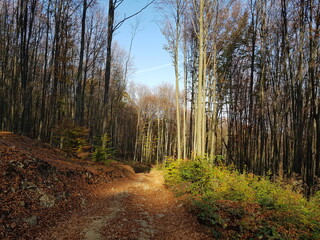 path in the forest