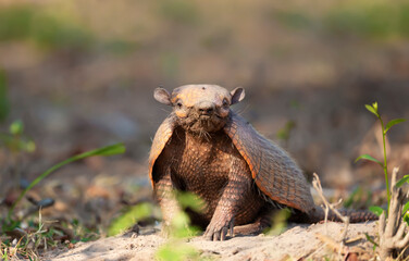 Close up of a Six-banded armadillo in South Pantanal, Brazil