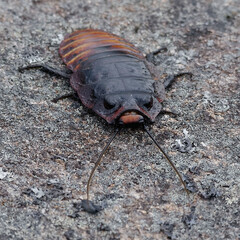 Madagascar Giant Hissing Cockroach (Gromphadorina portentosa) - Andringitra Mountains, Madagascar