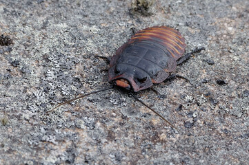 Madagascar Giant Hissing Cockroach (Gromphadorina portentosa) - Andringitra Mountains, Madagascar