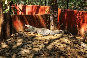Crocodile dries its mouth. State Of Goa. India