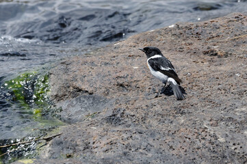 Malagasy Stonechat (Saxicola sibilla) - Madagascar