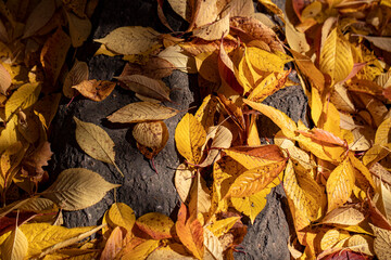 Leaves lay on the grass under a tree in Central Park, New York City.