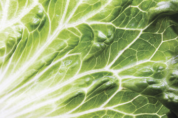 Green lettuce leaf food macro with water drops.