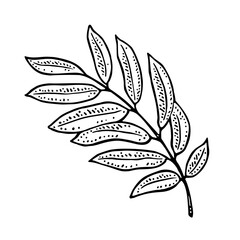 Rowan leaf. Vector color vintage engraving illustration. Isolated on white