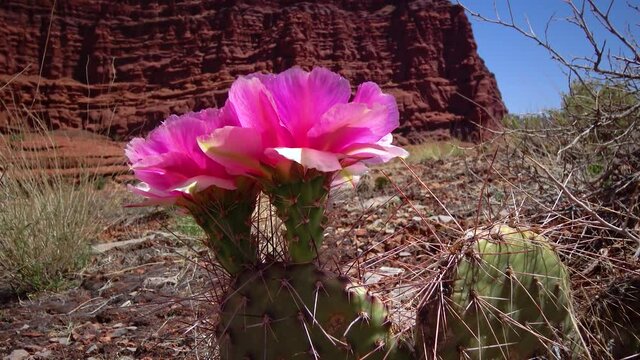 Flowering cactus plants, Pink flowers of Opuntia sp. (polyacantha) in Canyonlands National Park, Utha