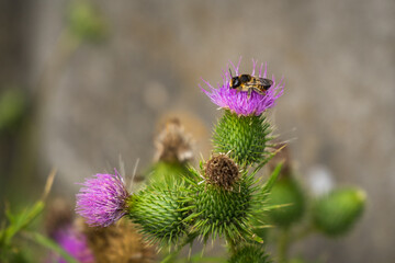 Bee on top of a thistle