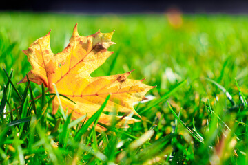 Colorful foliage in the autumn park/ Autumn leaves sky background/ Autumn Trees Leaves in vintage color