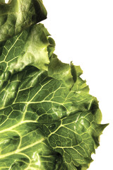 Isolated green lettuce leaf food macro with water drops and white background.