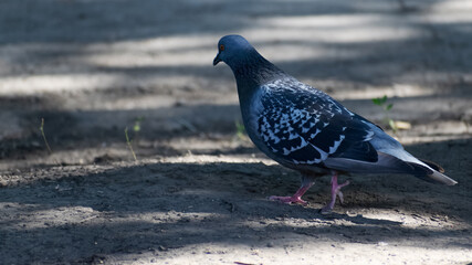 Blue city pigeon