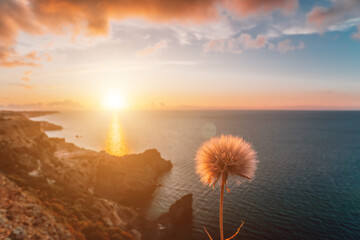Dandelion over Spring sea landscape with sunset sky and volcanic rocky coastline. Calm sea on a...