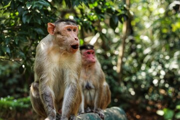 An open-mouthed monkey. State Of Goa. India