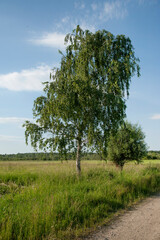 Birch tree near the road in the summer