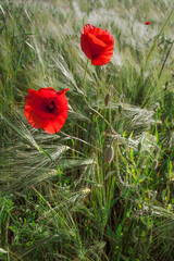 Obraz premium Red wild poppy in the field of green rye.