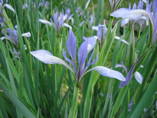 Close-up shot of a flower.