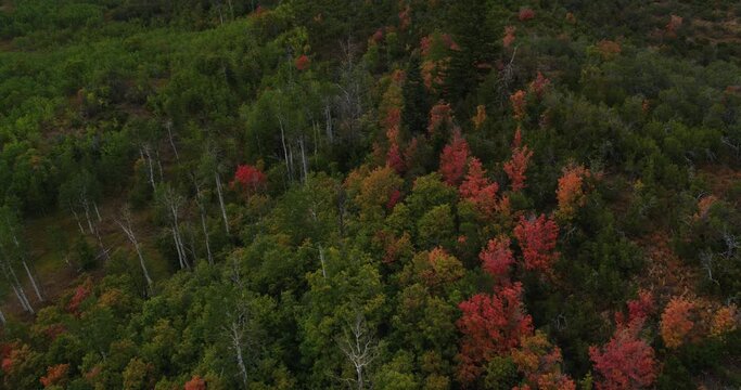 Fall forest in Utah, high angle aerial