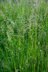 Tall grass at springtime