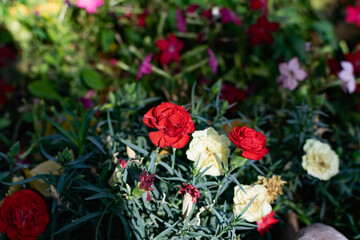 Red rose, beautiful blurred background with a bright flower. Blooming nature in summer. Rich contrasting color with green leaves