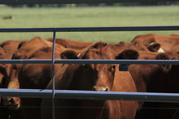 Red Angus Cow's with a pipe fence in a pasture with green grass in the background.
