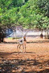 Deer with horns in the zoo. State Of Goa. India