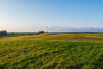 Fototapeta na wymiar A huge green field with grass and wheat.