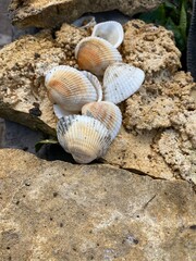shells on the beach