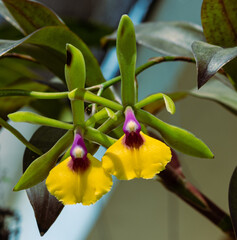 ORQUIDEA RENE MARQUEZ 