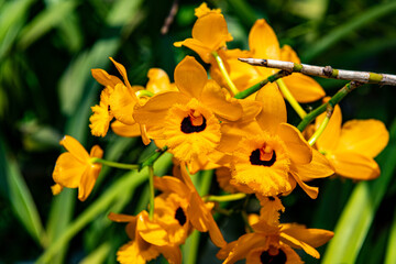 DENDROBIUM, ORQUIDEA