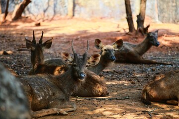 Deer in the zoo. State Of Goa. India
