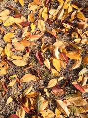 autumn leaves background