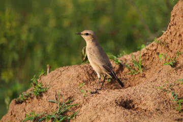 Naklejka na ściany i meble Isabelline wheatear Bird perched on a mud hump