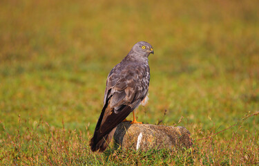 Montagu's harrier bird sitting on a stone in an open land