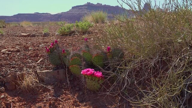 Flowering cactus plants, Pink flowers of Opuntia sp. (polyacantha) in Canyonlands National Park, Utha