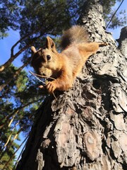 squirrel in the forest