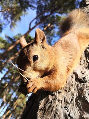 squirrel in the park