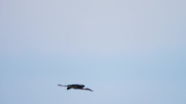 Asian Openbill storks flying in the sky
