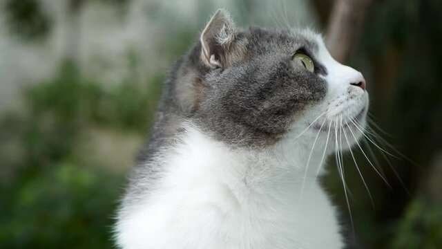 close up of a cat portrait lop-eared gray-white striped slow motion 