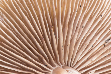 The gills of the mushrooms are a part of the anatomy of these fungi where the spores are housed, an approximation to these beautiful pink-brown pastel structures
